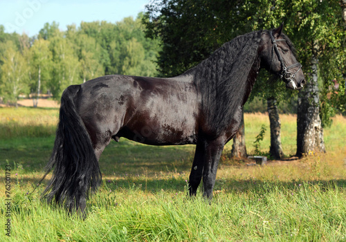 Beautiful black friesian horse in the summer nature background