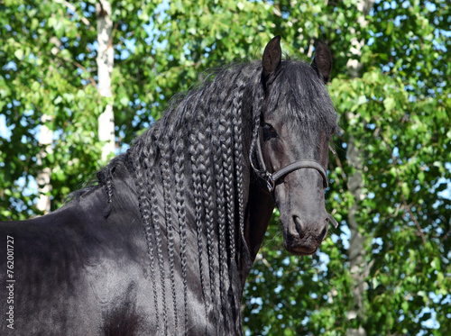 Beautiful black friesian horse in the summer nature background