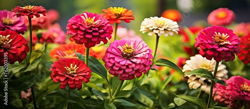 Colorful garden flowers with green leaves in red and yellow hues