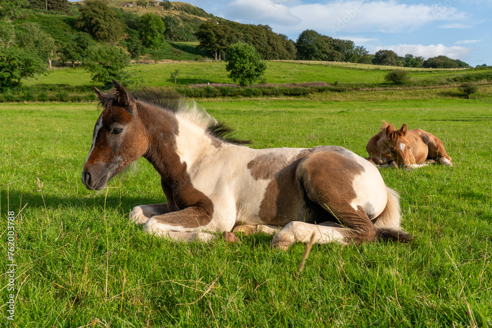 Two foals relaxing in the pasture.. Portrait of horses on the background of nature. Horse breeding, Horse foals. Mother nature. Scottish countryside horses	