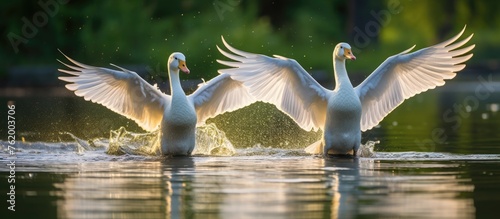 Three swans swimming lake wings