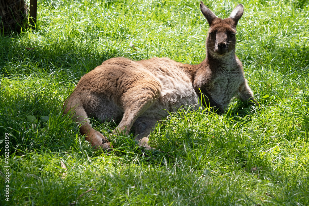 the western grey is resting in the long grass the western grey is resting in the long grass