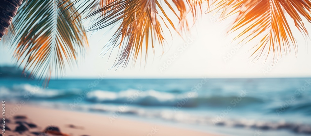 Palm tree leaves on sandy beach Palm tree leaves on sandy beach