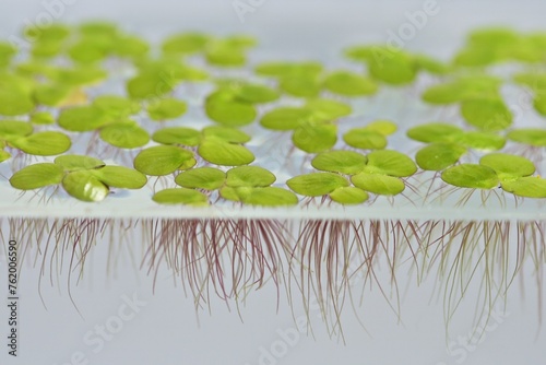 underwater view a group of duckweed floating in glass tank.