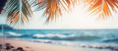 Palm tree leaves on sandy beach © Ilgun