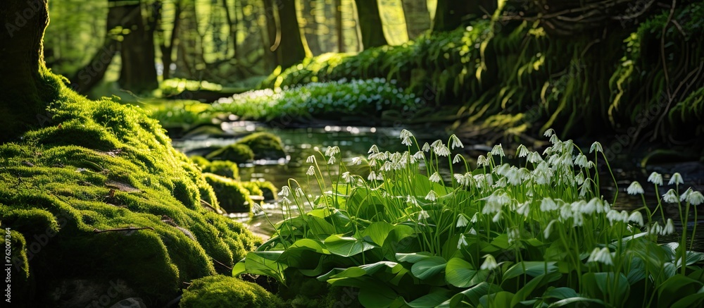 A stream flowing through lush green forest A stream flowing through lush green forest