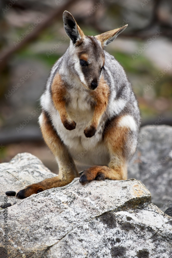 The Yellow-footed Rock-wallaby is brightly coloured with a white cheek stripe and orange ears. It is fawn-grey above with a white side-stripe, and a brown and white hip-stripe. The Yellow-footed Rock-wallaby is brightly coloured with a white cheek stripe and orange ears. It is fawn-grey above with a white side-stripe, and a brown and white hip-stripe.