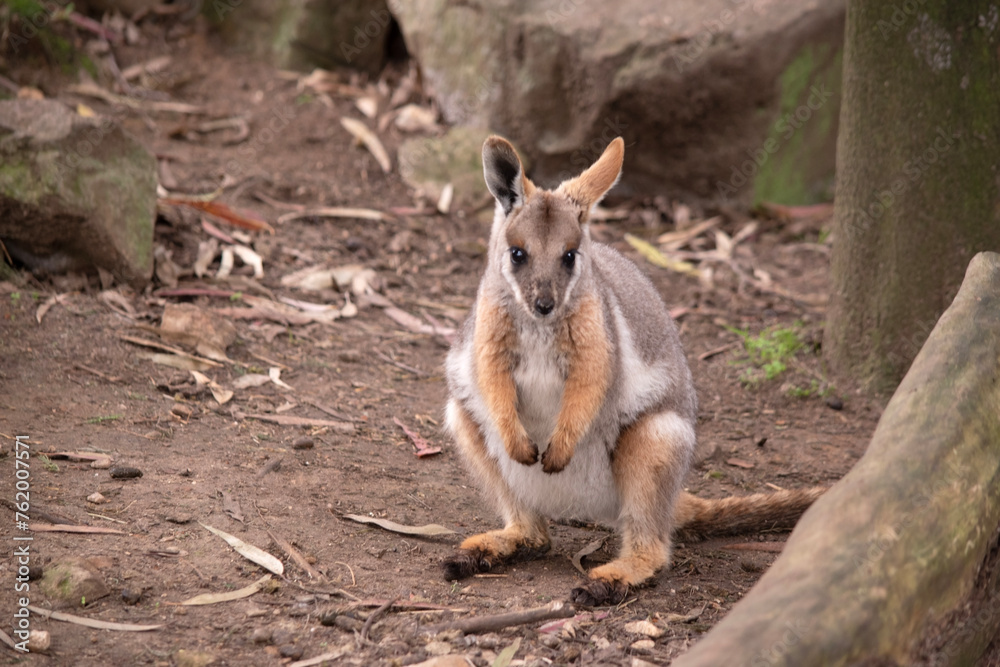 Naklejka premium The Yellow-footed Rock-wallaby is brightly coloured with a white cheek stripe and orange ears. It is fawn-grey above with a white side-stripe, and a brown and white hip-stripe.