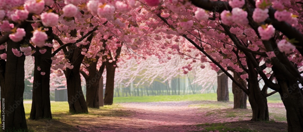 Tranquil Stroll Along a Floral Path Amidst Blooming Cherry Blossoms in a Serene Park Tranquil Stroll Along a Floral Path Amidst Blooming Cherry Blossoms in a Serene Park