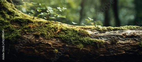 A mossy log in a forest