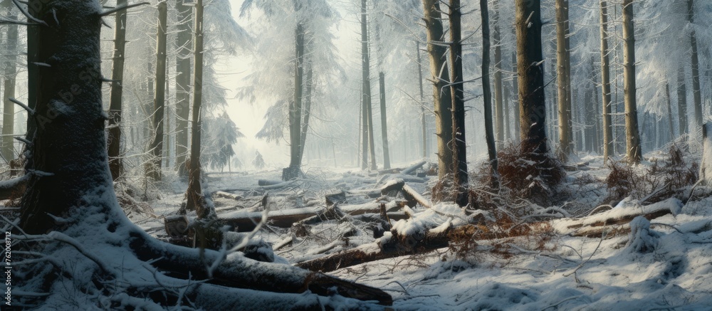 Naklejka premium Enchanting Winter Wonderland: A Forest Blanketed in Pristine Snow, Nature's Winter Beauty Captured