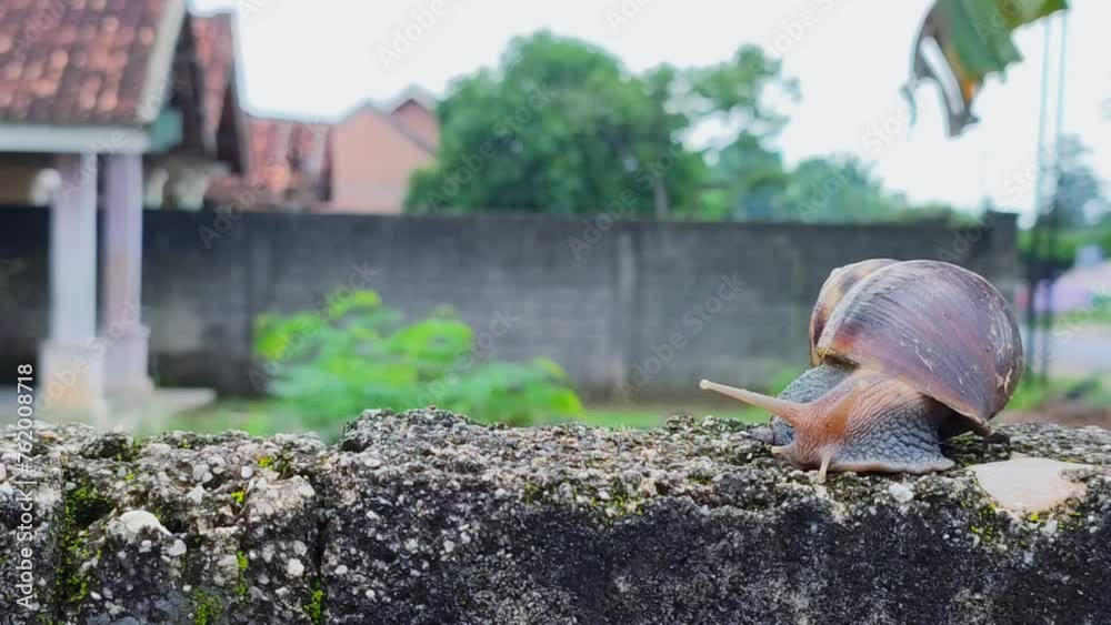 Snail coming out of shell. Snail crawling on the cement fence time lapse. Fast forward Snail coming out of shell. Snail crawling on the cement fence time lapse. Fast forward