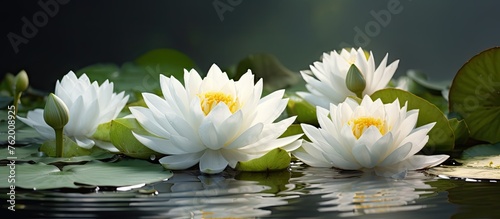 Three white water lilies on a pond