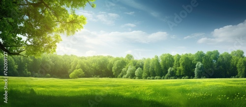 Tranquil Green Landscape with Lush Trees and Vibrant Grass in Rural Setting
