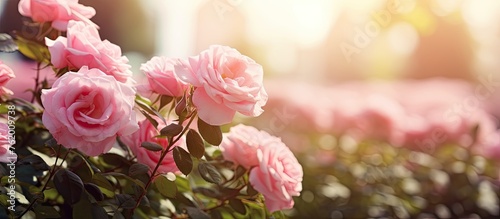 Pink roses in a colorful garden