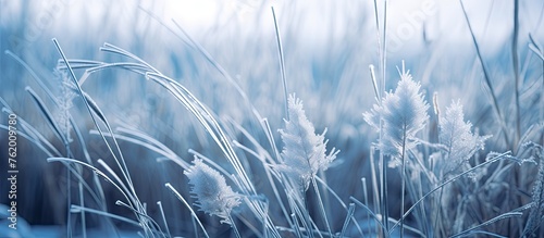 Tall grass field covered in frost