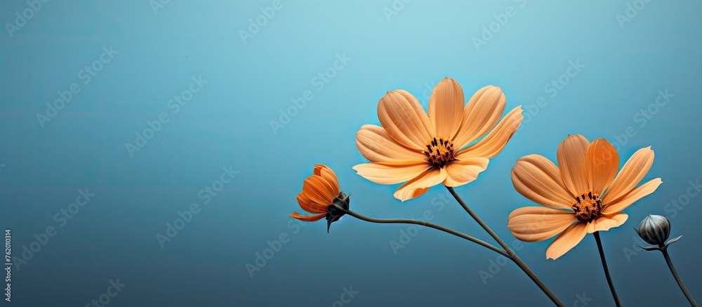 Three vibrant orange flowers on a blue backdrop Three vibrant orange flowers on a blue backdrop