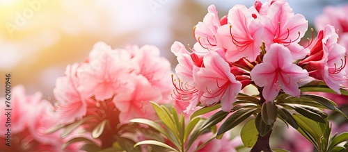 Pink flowers blooming in a garden