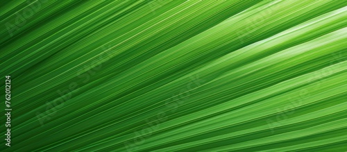 Close-up of a vibrant green leaf © Ilgun