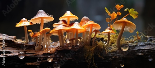 Mushrooms on a log with dewdrops photo