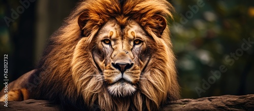 Majestic Lion Resting on a Moss-Covered Rock in the Enchanted Forest