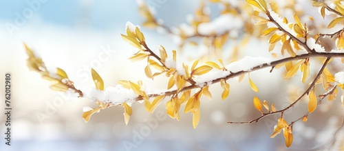 Branch covered in winter snow