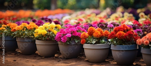 Row of varied pots with vibrant blooms in garden