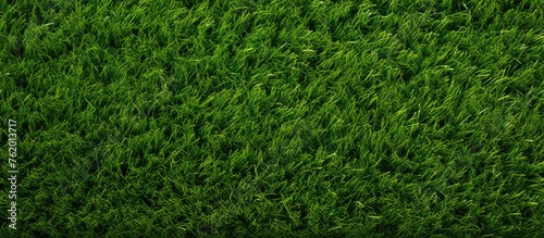 Wallpaper Mural Lush Vibrant Green Grass Texture Background for Natural Eco Concept Design Torontodigital.ca