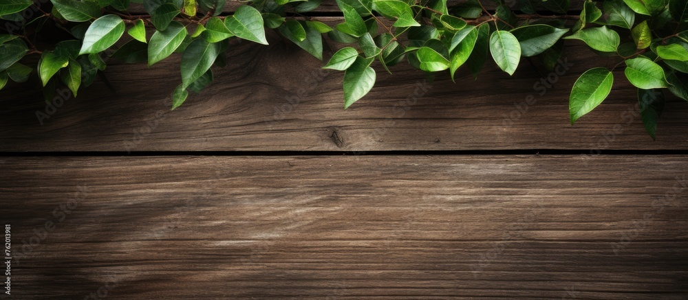 Wooden surface covered with fresh green foliage Wooden surface covered with fresh green foliage