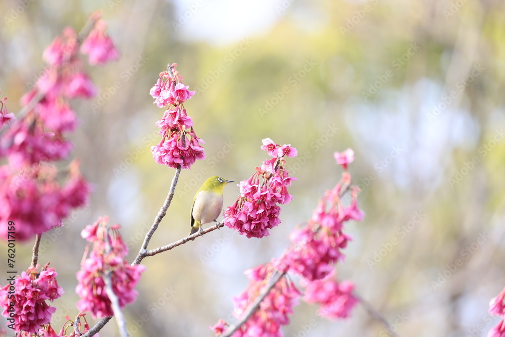 開花したピンク色のカンヒザクラの花の蜜を吸うメジロ 開花したピンク色のカンヒザクラの花の蜜を吸うメジロ