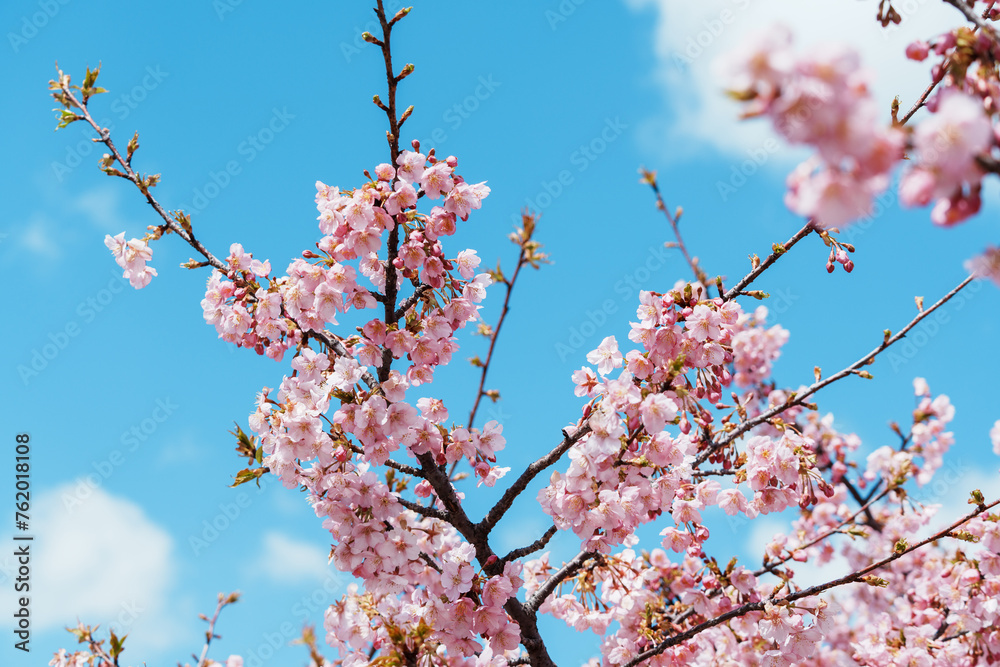 日本の春、河津桜と青空