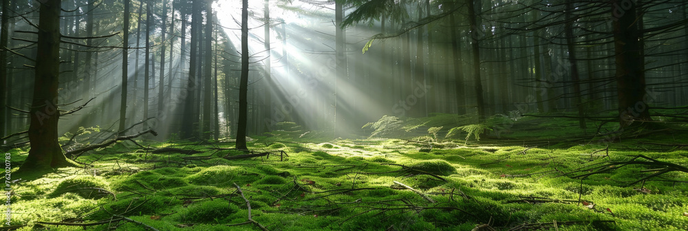 Beautiful forest with sunlight shining through the trees, green moss on ground,sun rays through the forest, sun beams in green forest background