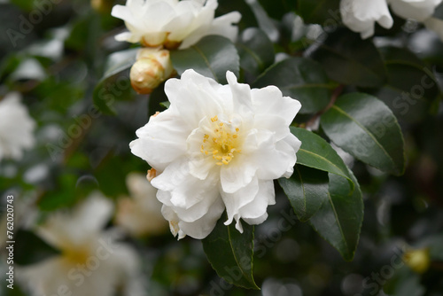 山茶花