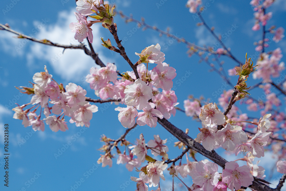 日本の春、青空に映える桜
