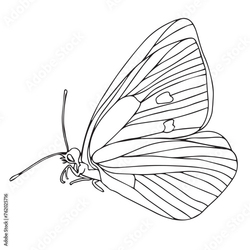 Butterfly black ink line art illustration. Insect butterfly for coloring page  tattoo silhouette  hand drawn stickers  winged gorgeous animal. Vector illustration  isolate on white background