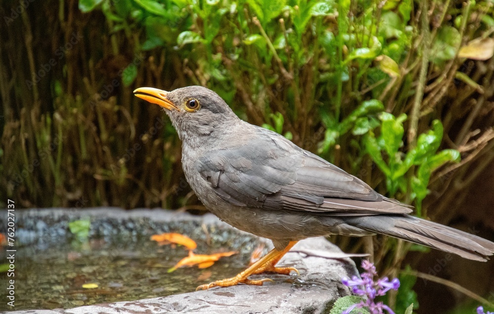 Wildlife in urban spaces - a karoo thrush drinks from a manmade birdbath in a garden in Gauteng province in South Africa during a heatwave Wildlife in urban spaces - a karoo thrush drinks from a manmade birdbath in a garden in Gauteng province in South Africa during a heatwave