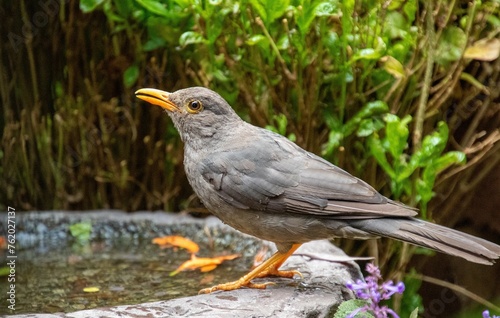 Wildlife in urban spaces - a karoo thrush drinks from a manmade birdbath in a garden in Gauteng province in South Africa during a heatwave © Richard