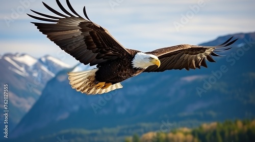 close up of a bald eagle flying in the mountains photo