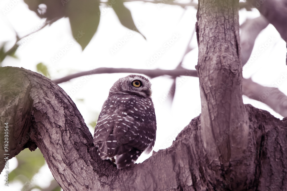Obraz premium The Spotted owlet on the tree