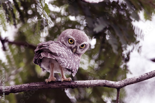 The Spotted owlet on the tree