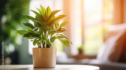 portrait of ornamental plants on the table photo
