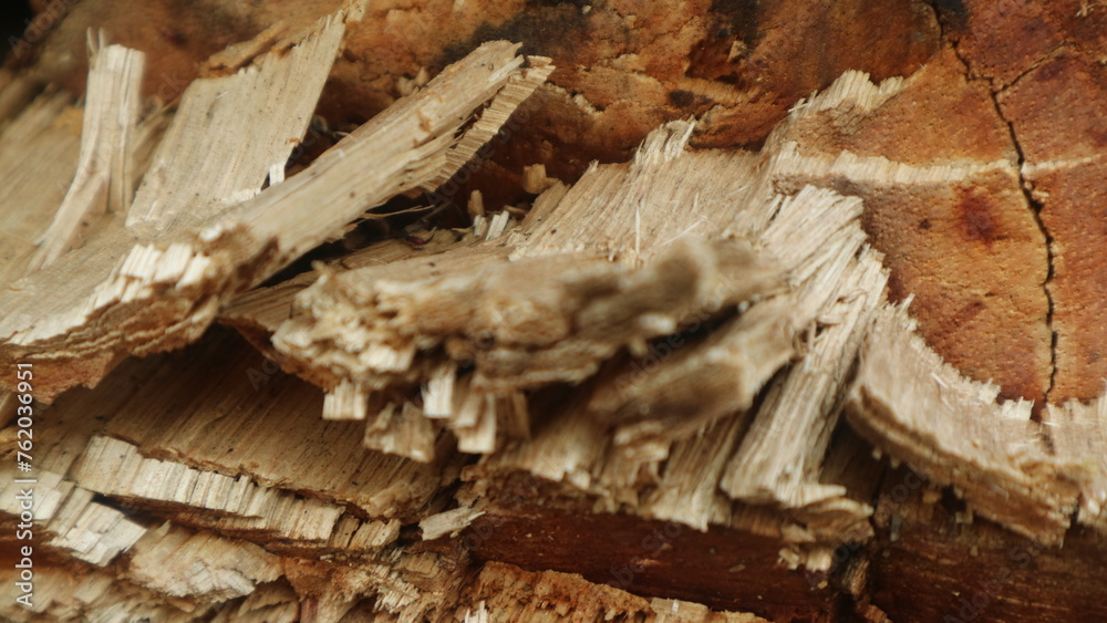 Close up view of woods for textured background, copy space Close up view of woods for textured background, copy space