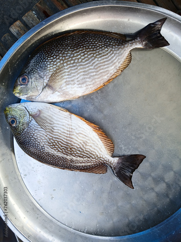 Java rabbitfish or Bluespotted spinefish or Streaked spinefoot ( Siganus javus ) fish in a steel tray,  Sea fishes in market, Thailand