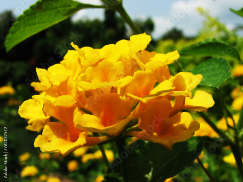 Beautiful yellow flower plant in bloom