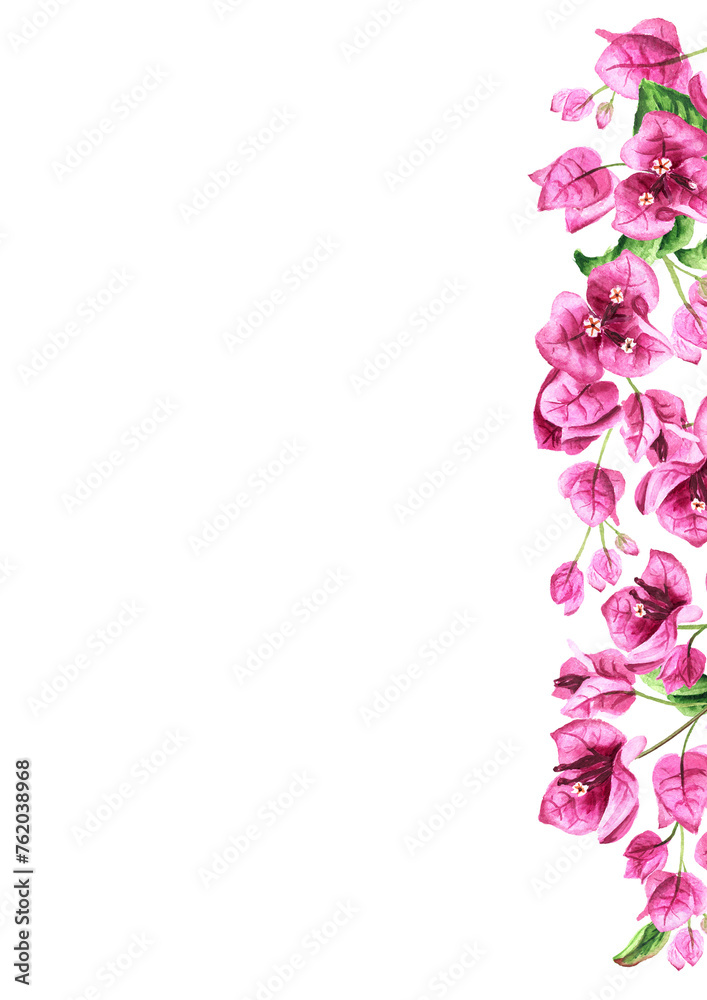 Pink Bougainvillea branch border with flowers and leaves. Hand drawn watercolor illustration isolated on white background