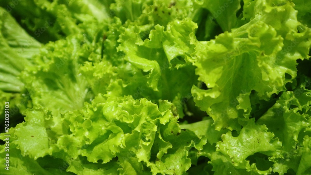 Close up view of fresh lettuce, green natural background Close up view of fresh lettuce, green natural background