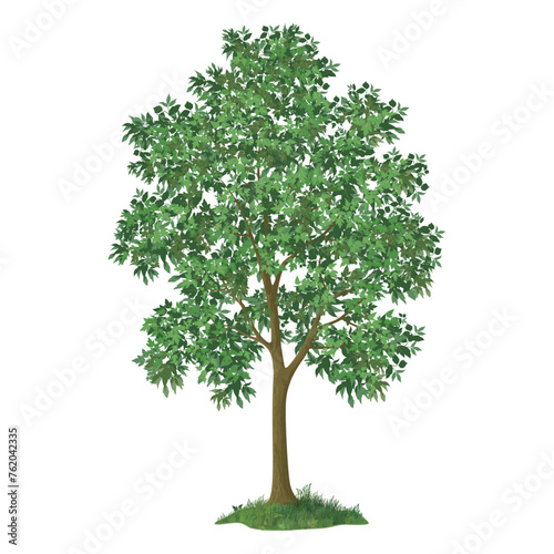 Free vector tree vector illustration