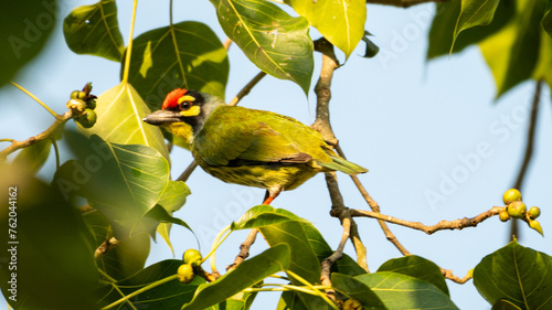 The coppersmith barbet or crimson-breasted barbet, Bangladesh photo