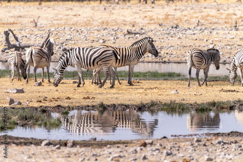 Telephoto shot oa a group of zebras standing near a waterhole in Namibia.