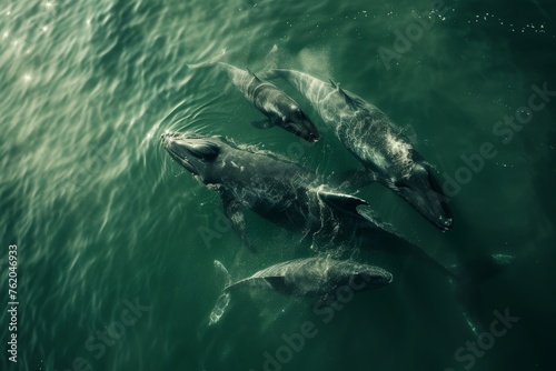 Whales in Harmonious Swim